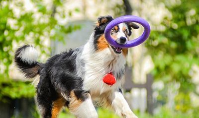 PULLER MIDI כלי אימון לכלבים מגזעים בינוניים